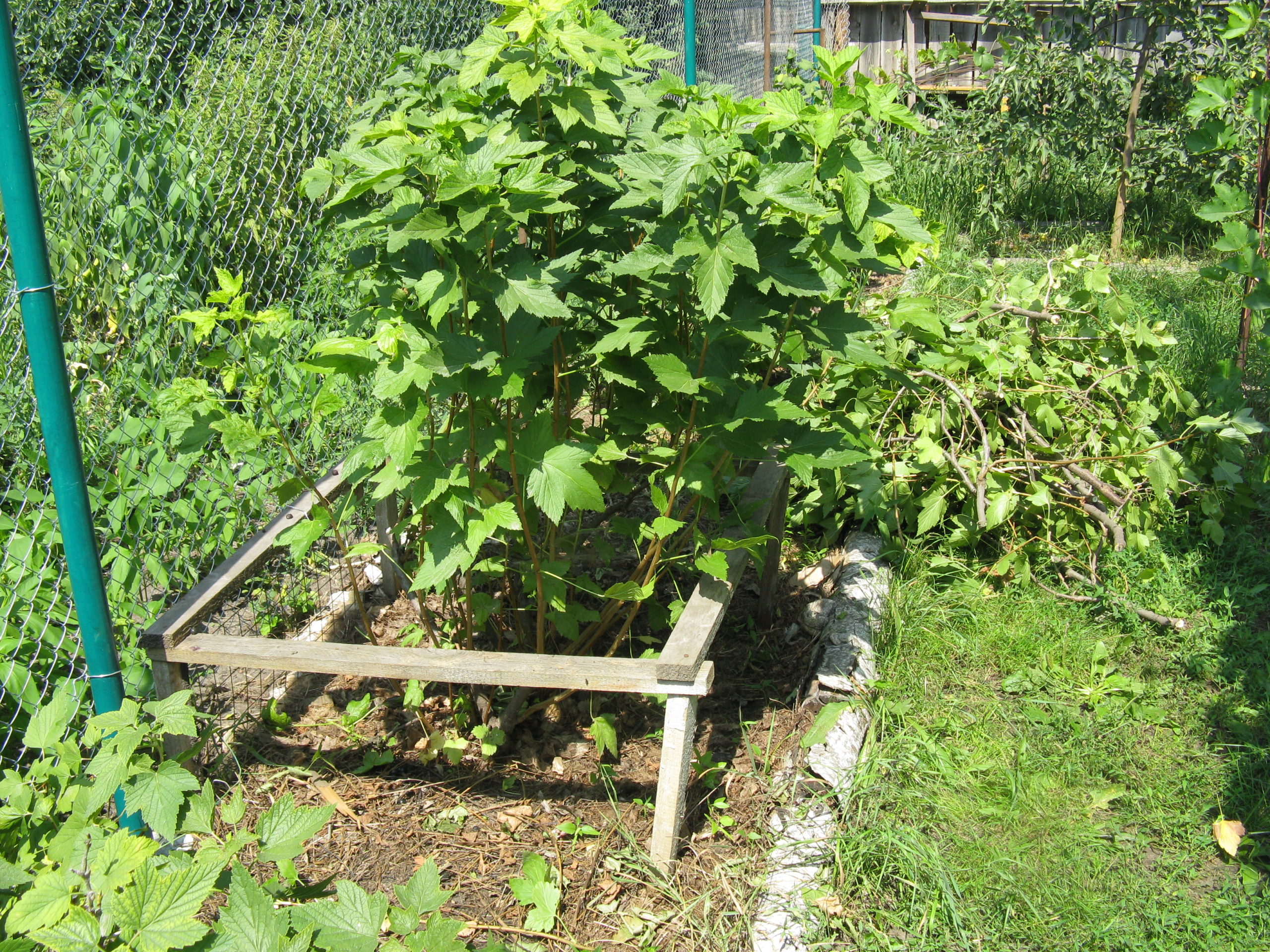 смородина саженец, реальное фото, посадка смородины в открытый грунт, ягоды